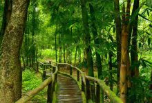 سفر و گردشگری forest